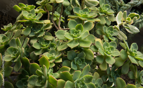 Natural texture and pattern. Succulent plants. Closeup view of an Aeonium haworthii, also known as Pinwheel, beautiful green rosettes and leaves. © Gonzalo
