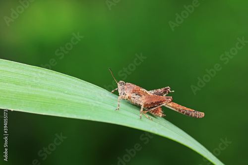 Grasshoppers live on wild plants, North China