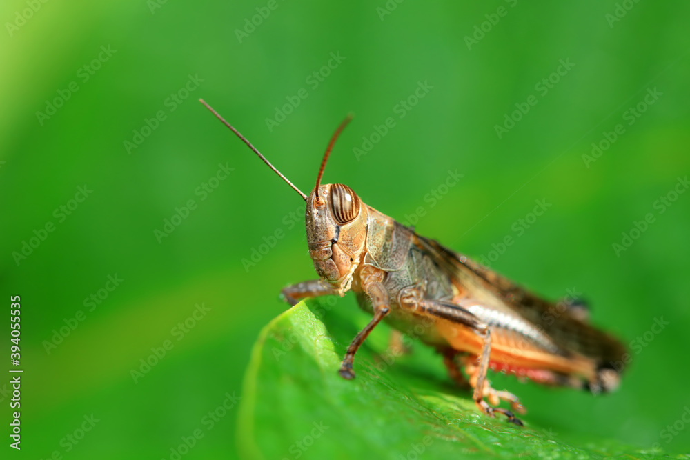 Grasshoppers live on wild plants, North China Grasshoppers live on wild plants, North China