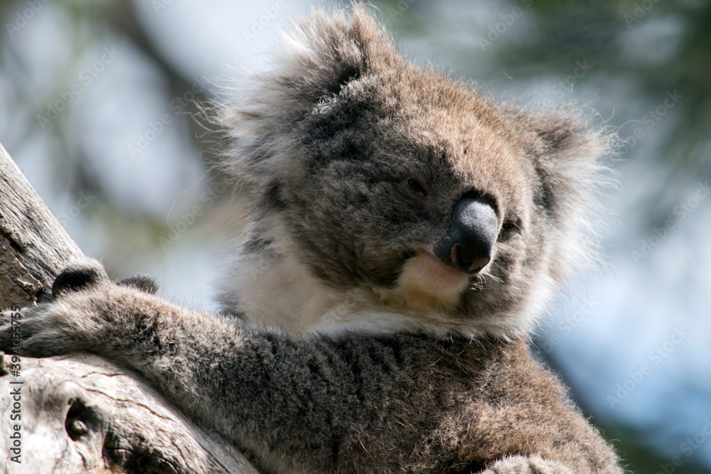 Obraz premium this is a close up of a koala