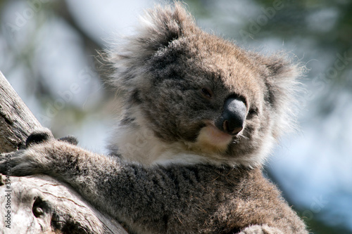 Fototapeta Naklejka Na Ścianę i Meble -  this is a close up of a koala