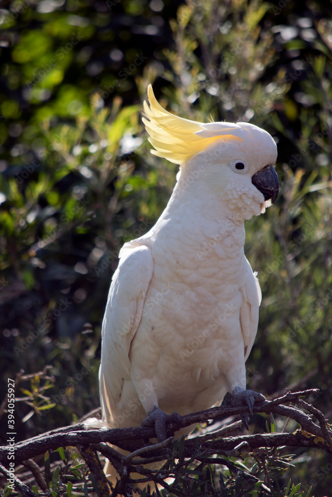 the sulphur crested cockatoo is perched on a branch the sulphur crested cockatoo is perched on a branch