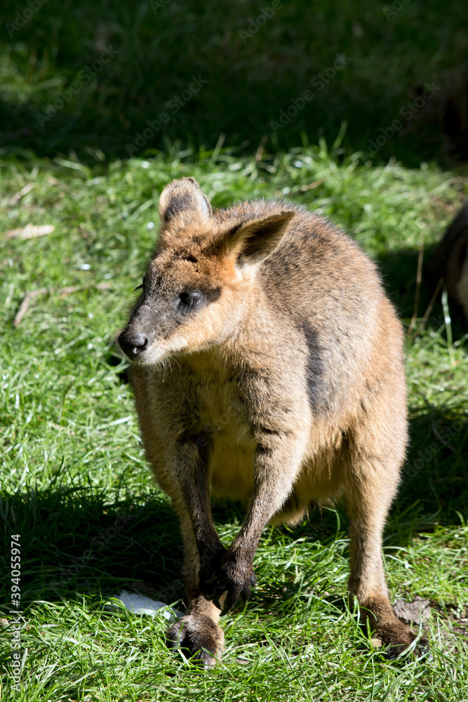 the swamp wallaby is brown, black and white