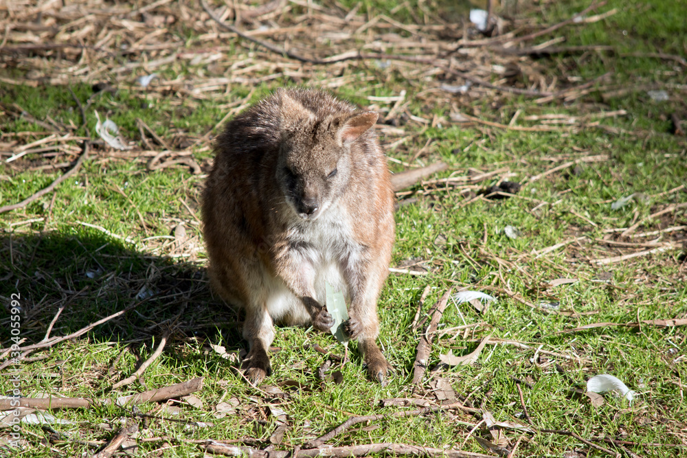 the tammar wallaby is eating a leaf