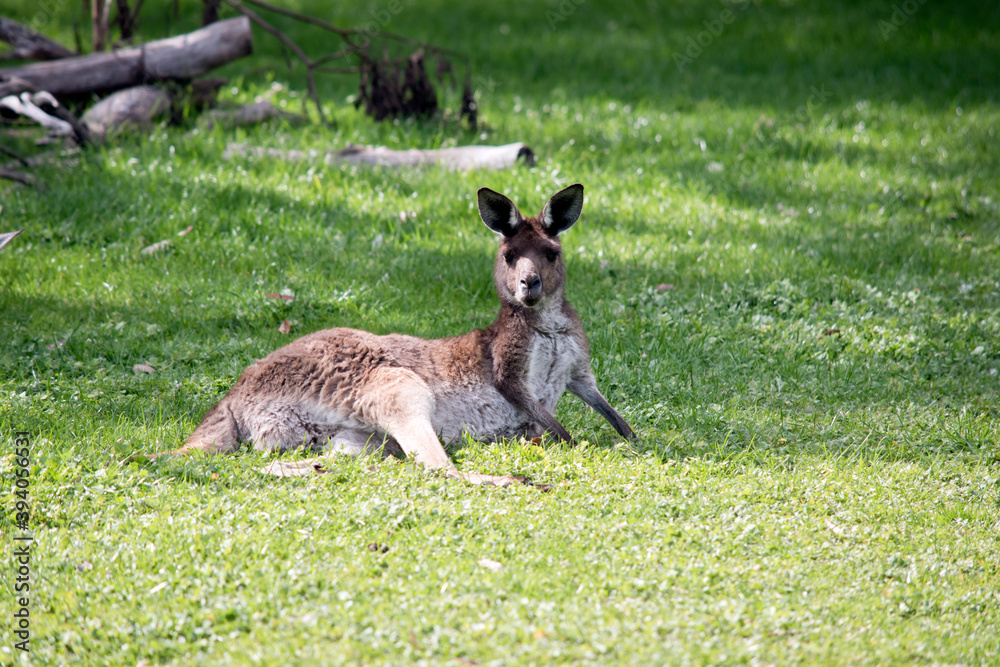 Fototapeta premium The western grey kangaroo is resting on the grass