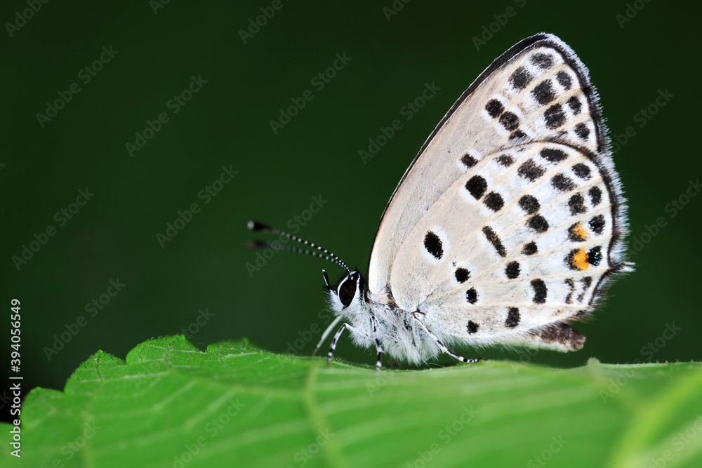 Lepidoptera insect on wild plants, North China Lepidoptera insect on wild plants, North China