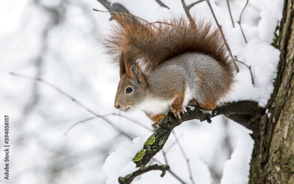 red squirrel with fluffy fur sitting on tree branch in snowy winter park red squirrel with fluffy fur sitting on tree branch in snowy winter park