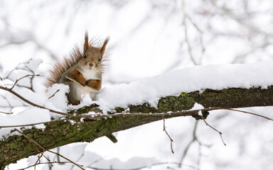 red squirrel sitting on tree branch in winter forest and looking in camera