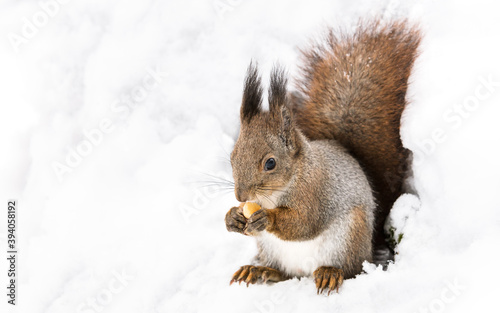 red squirrel sitting on white snow in winter forest and eating nut