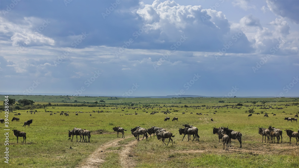 A dirt road winds through the green grass of the savannah. Everywhere, to the horizon, herds of wildebeest are visible. There are clouds in the sky. Great migration of animals. Kenya. Masai Mara Park