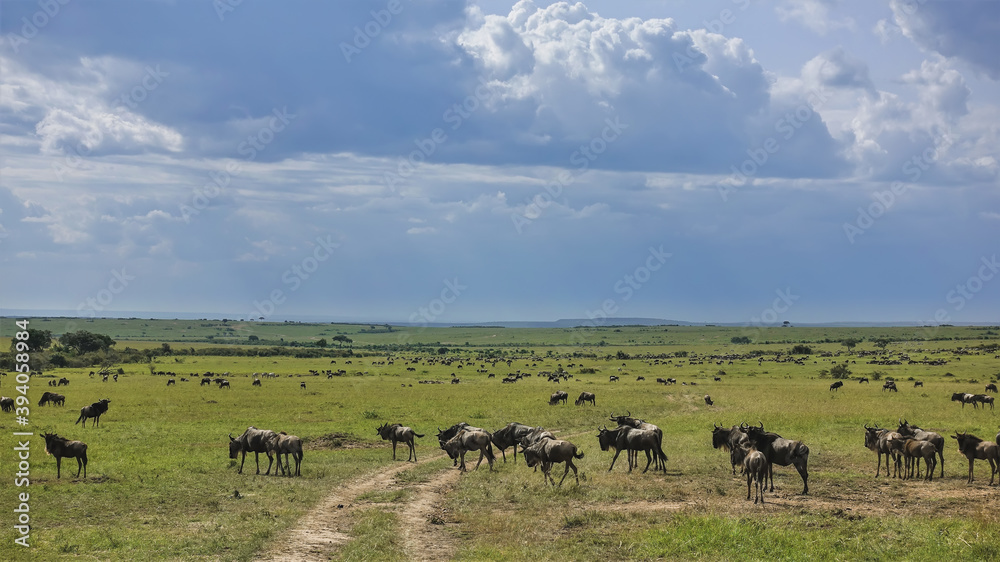 A dirt road winds through the green grass of the savannah. Everywhere, to the horizon, herds of wildebeest are visible. There are clouds in the sky. Great migration of animals. Kenya. Masai Mara Park A dirt road winds through the green grass of the savannah. Everywhere, to the horizon, herds of wildebeest are visible. There are clouds in the sky. Great migration of animals. Kenya. Masai Mara Park