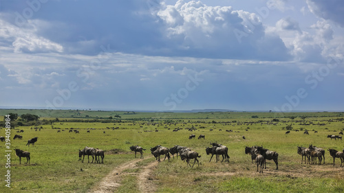 A dirt road winds through the green grass of the savannah. Everywhere, to the horizon, herds of wildebeest are visible. There are clouds in the sky. Great migration of animals. Kenya. Masai Mara Park © Вера 