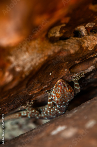 Small lizard in a rock in Thailand.