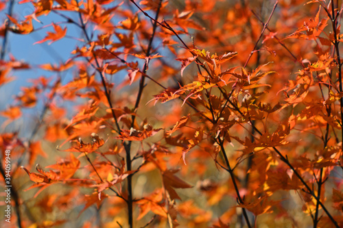 Autumn leaves in the mountain - Hiruzen, Japan photo