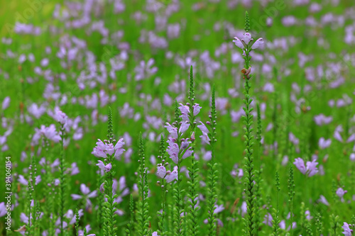 False dragon head flowers in garden  North China