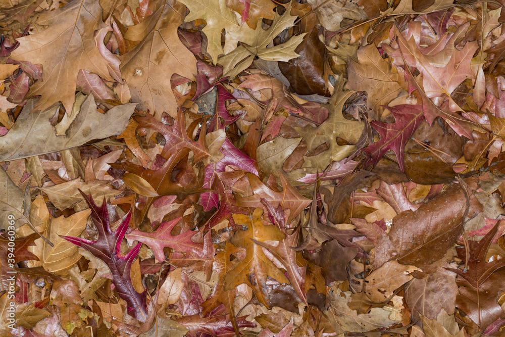 Piles of dried red and brown autumn leaves Piles of dried red and brown autumn leaves