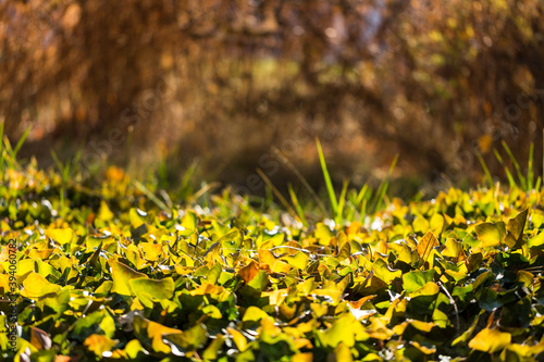 Orange green and yellow ivy leaves backlit by sun over a brown background