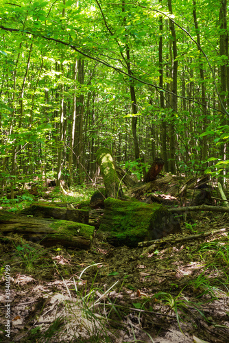 Landscape in the forest with young beech trees