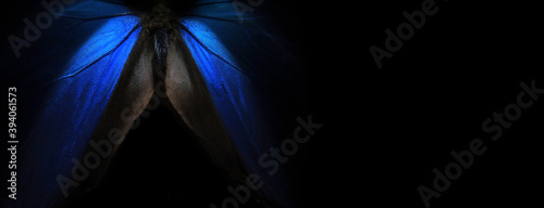 Photography Wings of a butterfly Morpho texture background