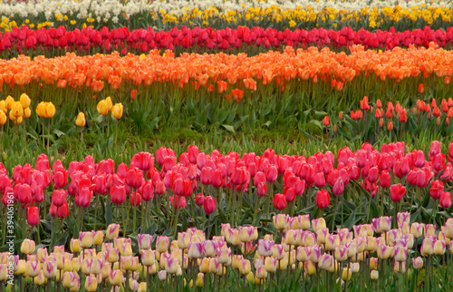 488-09 Tulip Patterns