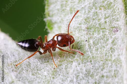 Ants on wild plants, North China © zhang yongxin