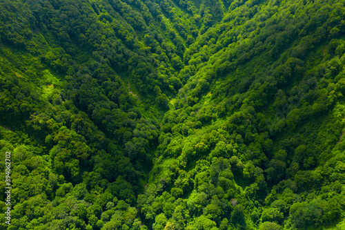 新緑の白神山地  © akira1201