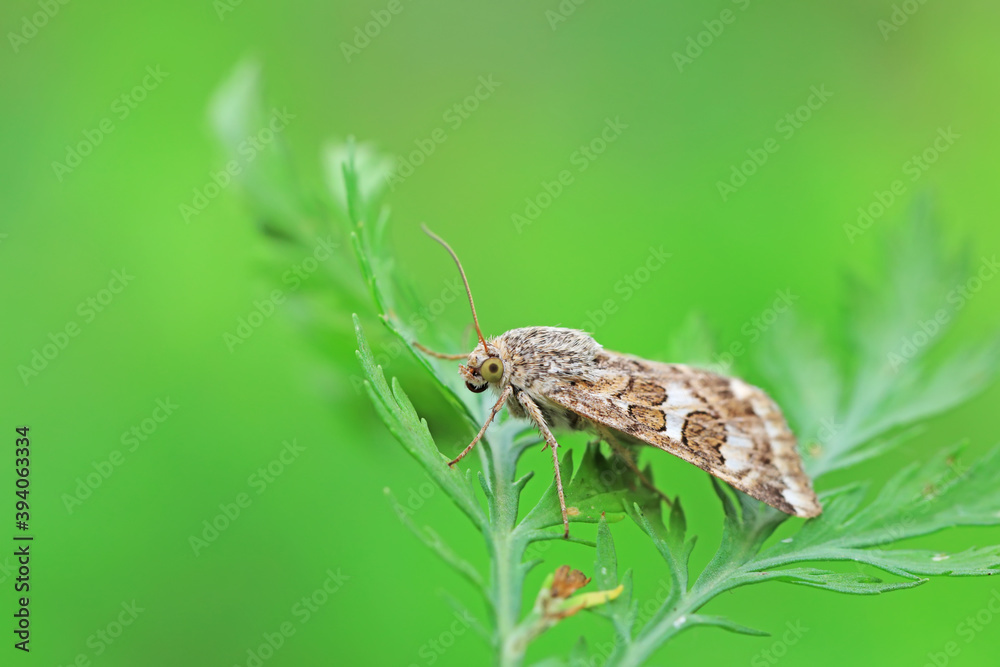 Moths inhabit plants in a natural state, North China Plain Moths inhabit plants in a natural state, North China Plain