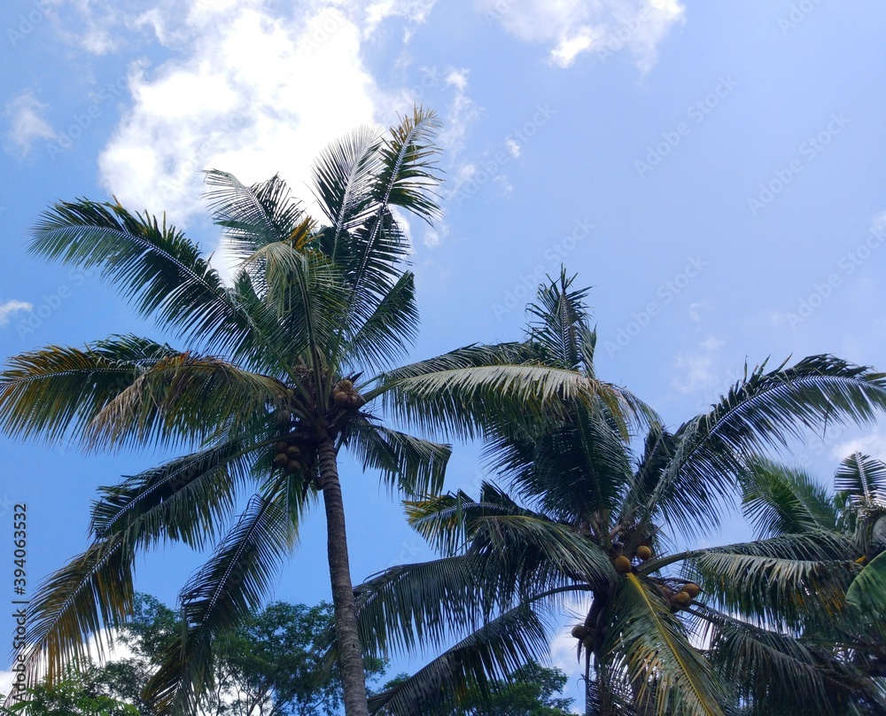 Obraz premium coconut trees