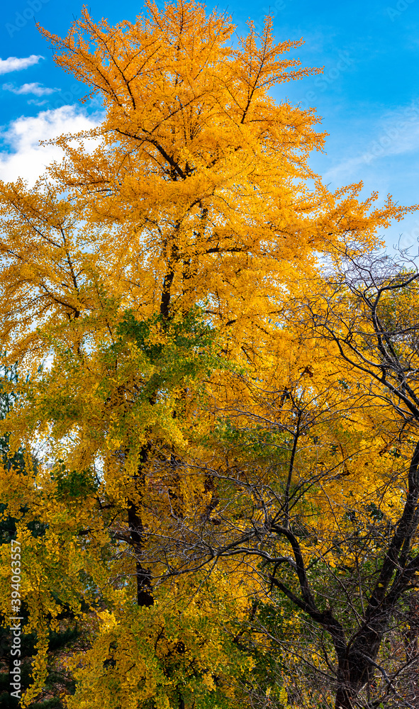 Fototapeta premium Bright Orange Leaves in an Autumn Landscape