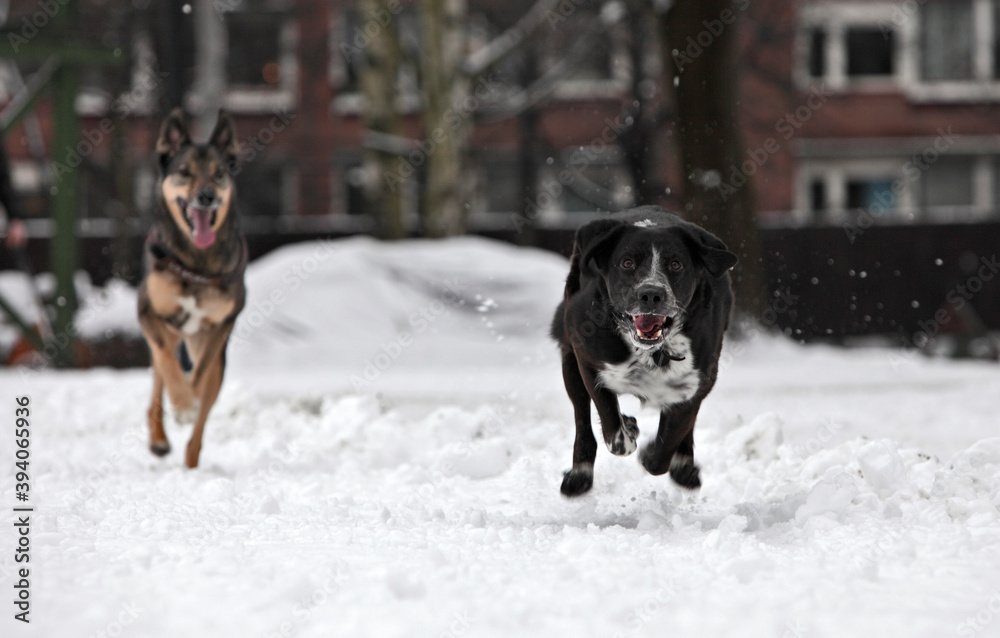 Dogs running in snow