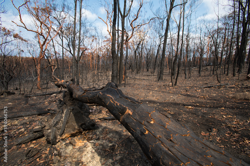 After the bushfire in Blue mountains, Bilpin, Australia. After the bushfire in Blue mountains, Bilpin, Australia.