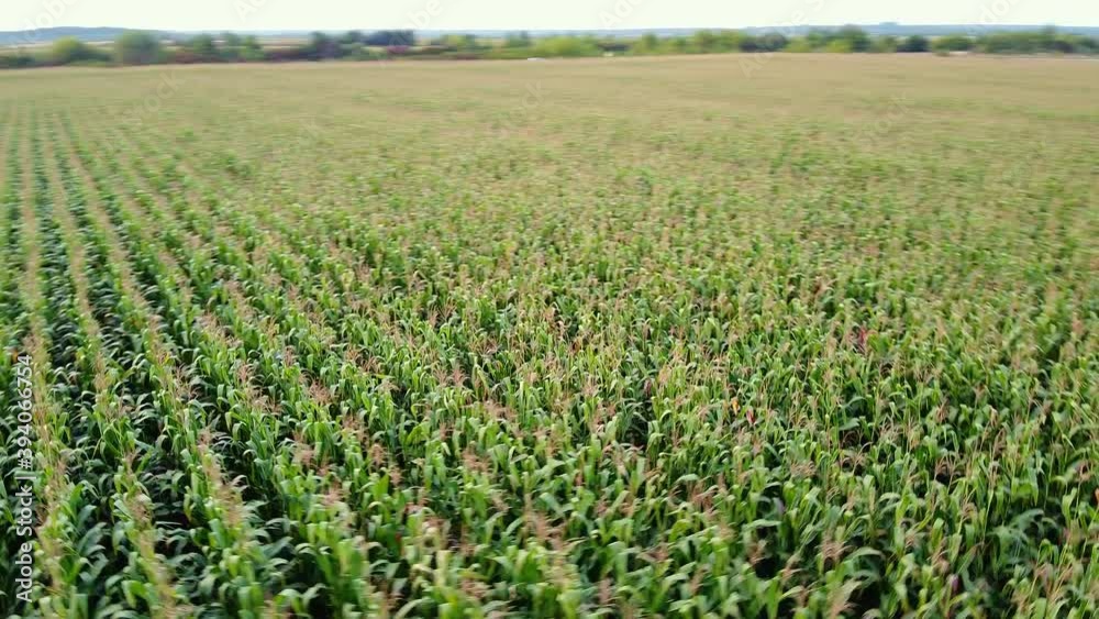 Drone flying over a cornfield green agriculture Drone flying over a cornfield green agriculture