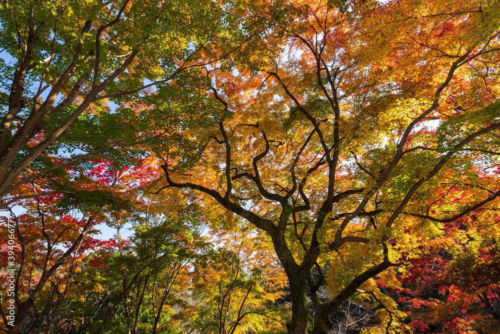 Beautiful autumn landscape in Japan