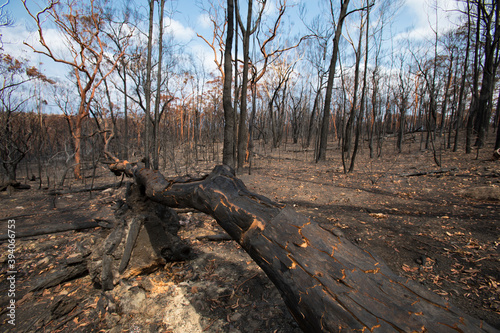 After the bushfire in Blue mountains, Bilpin, Australia. 