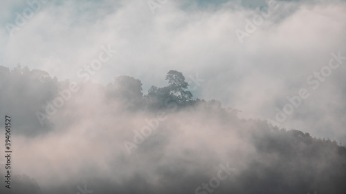 Single or alone tree in fog or clouds on the mountain forest.