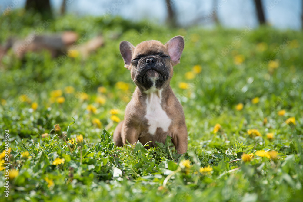 Cute baby dog french bulldog playing in fields of grass and dandelions Cute baby dog french bulldog playing in fields of grass and dandelions