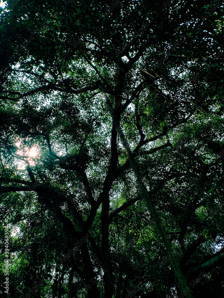 Obraz premium trees in the forest