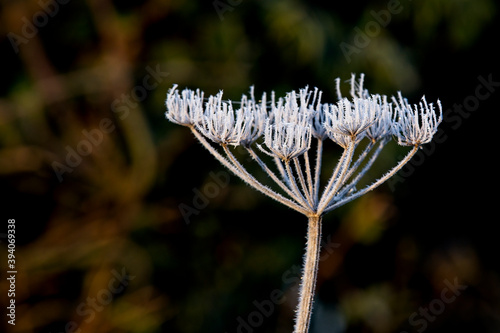 Frost on a dead umbellifer seed head, Gloucestershire, England, UK.