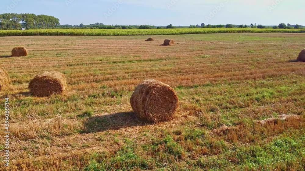 Aero drone flight over wheat field with rick straw bales Aero drone flight over wheat field with rick straw bales