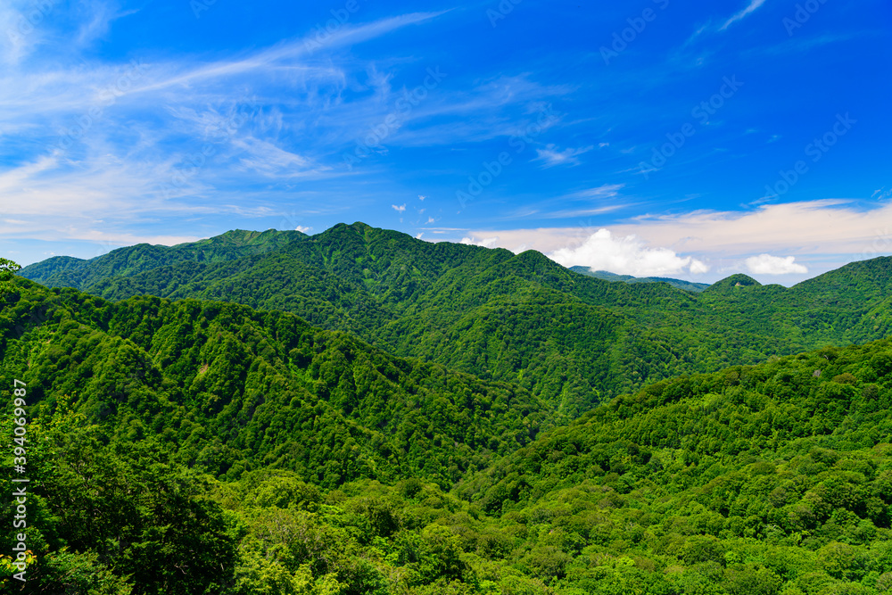 Obraz premium 新緑の白神山地