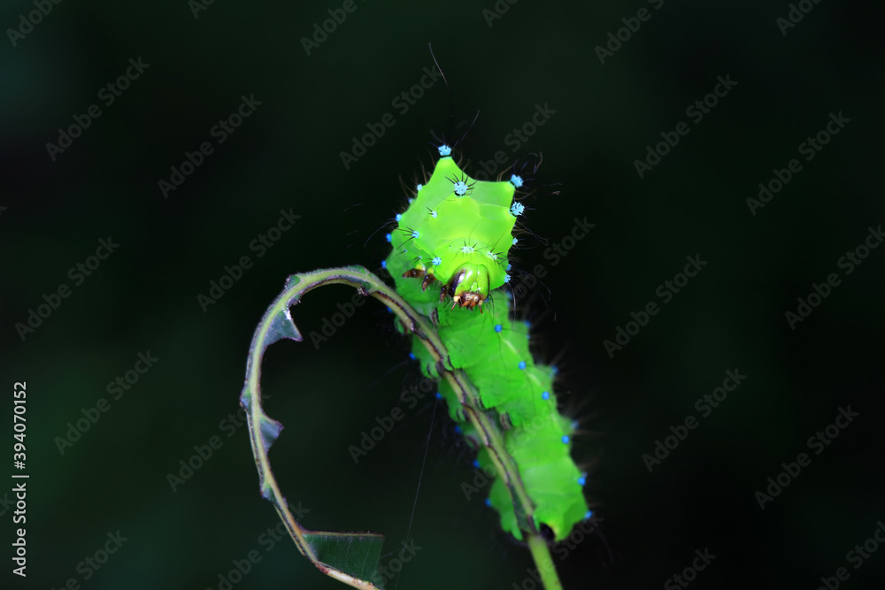 Fototapeta premium The larvae of the green tailed silkworm moth are on the green leaves