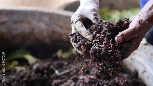 Making organic earthworm fertilizer. Natural preservation.