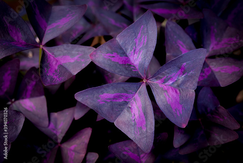 Fototapeta Naklejka Na Ścianę i Meble -  Oxalis purpurea, Oxalis triangularis, Natural background of blooming purple flowers in the garden on dark backdrop.