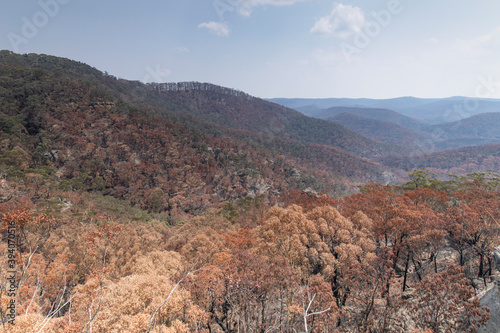 After the bushfire in Blue mountains, Mount Govetts, Australia.  photo