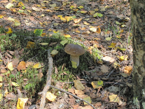 Mushroom in the forest, Pokrov, Russia