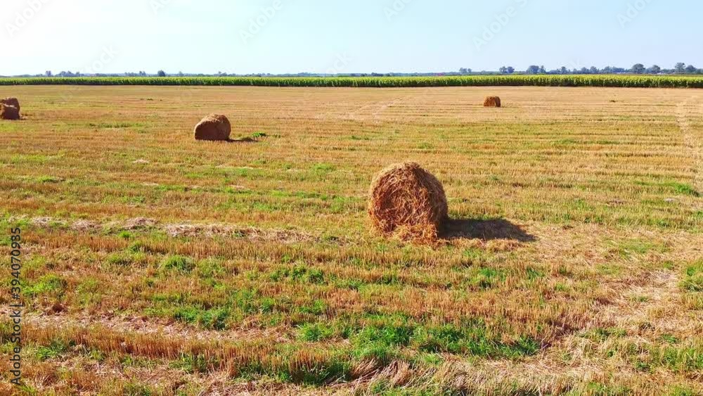 Aero drone flight over wheat field with rick straw bales Aero drone flight over wheat field with rick straw bales