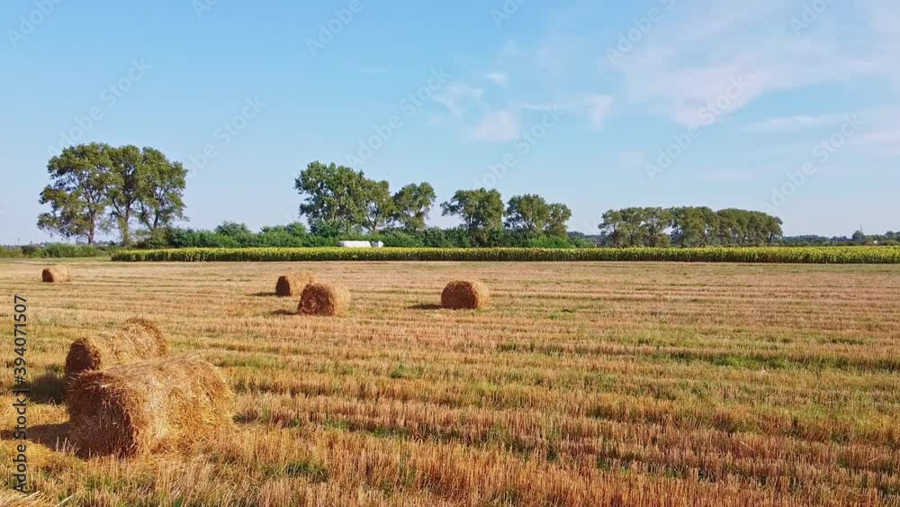 Aero drone flight over wheat field with rick straw bales Aero drone flight over wheat field with rick straw bales