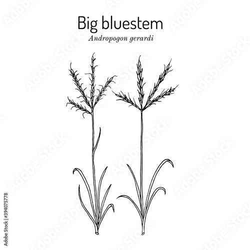 Big bluestem Andropogon gerardi , prairie grass photo