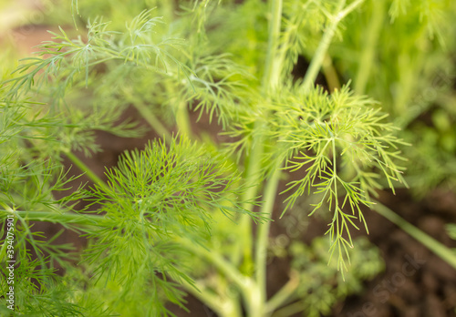 Green dill grows in the garden. Nature