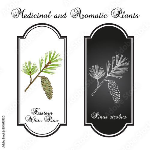 Eastern white pine Pinus strobus , mtdicinal plant, Michigan and Maine State Tree